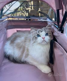 Gatta adulta adozione