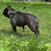 Bulldog francese per monta