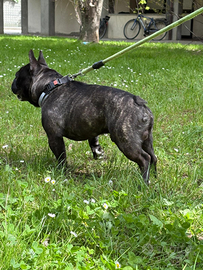 Bulldog francese per monta