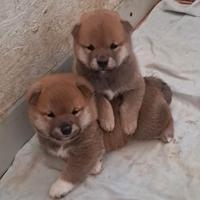 Shiba inu cuccioli