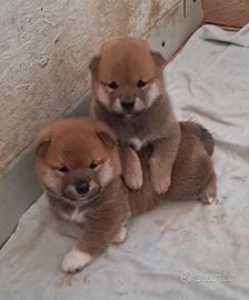 Shiba inu cuccioli
