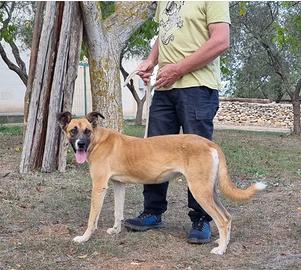 Pita, equilibrata e brava vuole una vita a casa