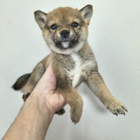 Cucciola shiba inu originale referenziata