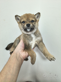 Cucciola shiba inu originale referenziata