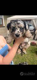 Cuccioli Pastori Lagorai