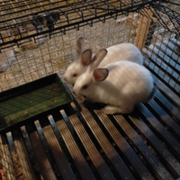 Conigli razza california