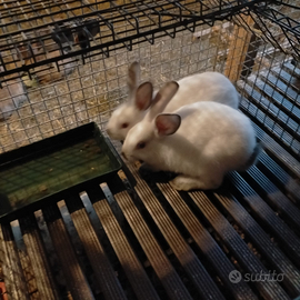 Conigli razza california