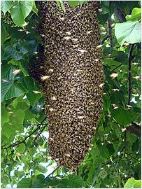 Recupero sciami API - ROMA