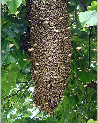 Recupero sciami API - ROMA