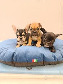 Cuccioli di bulldog francese