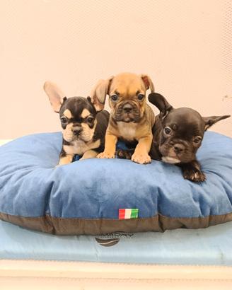 Cuccioli di bulldog francese