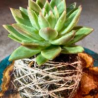 Kokedama Di Echeveria