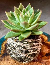 Kokedama Di Echeveria