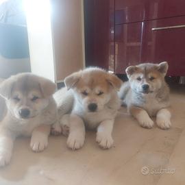 Cuccioli Akita Inu