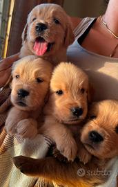 Golden retriever