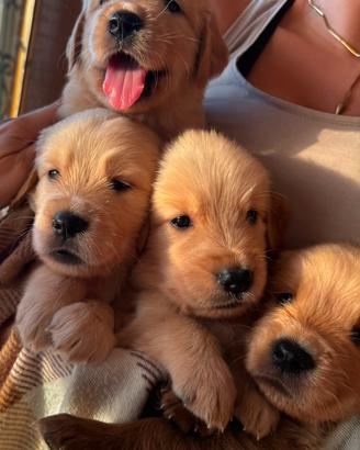 Golden retriever