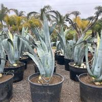 Agave Americana Blu