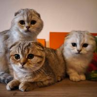 Cuccioli scottish fold