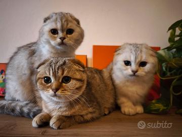 Cuccioli scottish fold