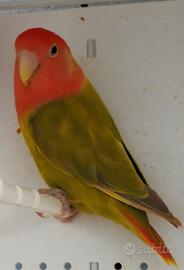 Inseparabile roseicollis