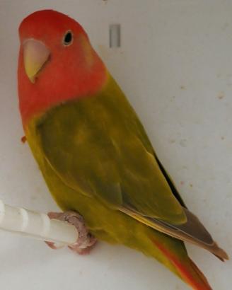 Inseparabile roseicollis