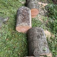 Tronchi legna per artigianato o da ardere 6eur qnt