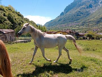 Cavalla per passeggiata/trekking