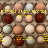 Avicoli