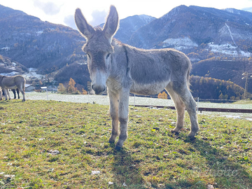 Asino maschio intero