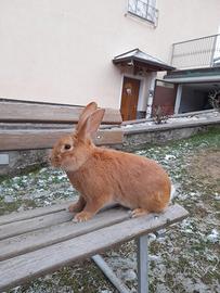 Conigli Fulva di Borgogna