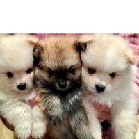 Pomerania mini toy