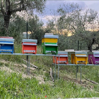 Sciame api 6 telai azienda biologica