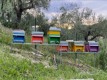 Sciame api 6 telai azienda biologica