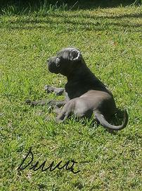 Cuccioli Cane Corso italiano