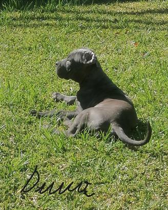 Cuccioli Cane Corso italiano