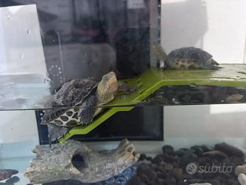 Animali