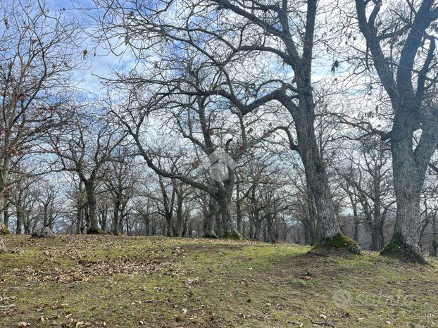 TER. AGRICOLO A CANEPINA