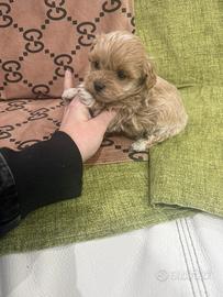 Maltipoo miny toy