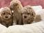 Immagine 29
