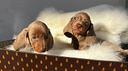 cuccioli-di-bassotto-isabella-cioccolato