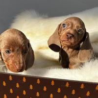 Cuccioli di Bassotto Isabella Cioccolato