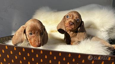 Cuccioli di Bassotto Isabella Cioccolato