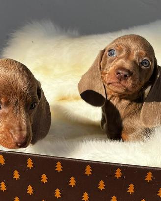 Cuccioli di Bassotto Isabella Cioccolato