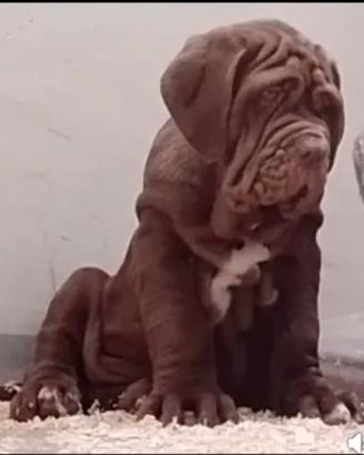 Mastino Napoletano Enci- Maschio 5 mesi