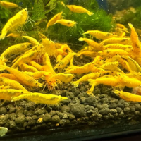 Caridine Yellow gialle