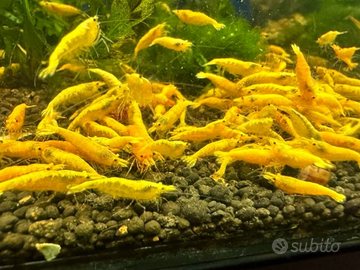 Caridine Yellow gialle