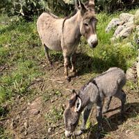 Vendita asini fattrici