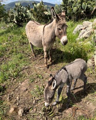 Vendita asini fattrici