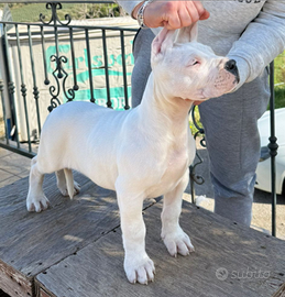 Cucciolo Dogo Argentino