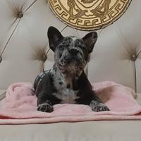 Cuccioli di bulldog francese